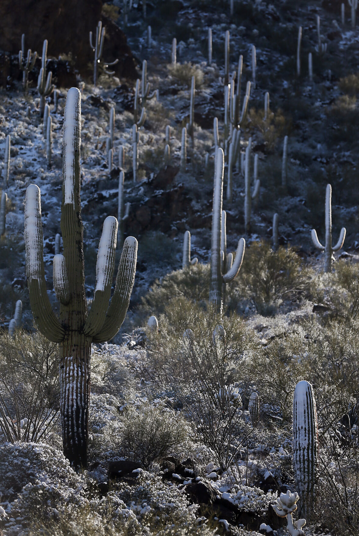 Snow, Tucson, 2023
